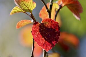 leaves, red leaves, autumn colors-9078522.jpg